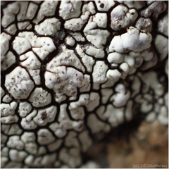 Dimelaena