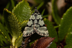 Dichromodes gypsotis