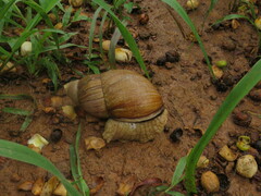 Megalobulimus maximus