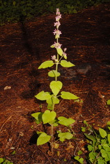 Stachys rigida quercetorum