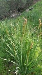 Asphodelus