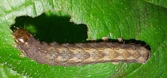 Mormo maura