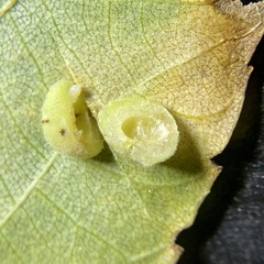 Caryomyia persicoides