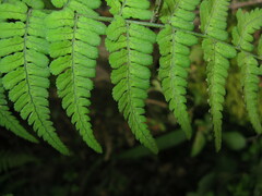 Dryopteris fructuosa