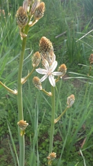 Asphodelus