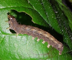 Mormo maura
