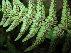 Dryopteris fructuosa