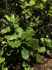 Escallonia pulverulenta