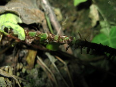 Dryopteris fructuosa