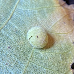 Caryomyia persicoides