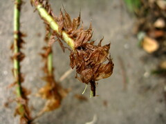 Dryopteris fructuosa