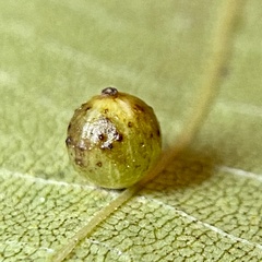 Caryomyia leviglobus