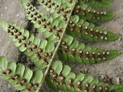 Dryopteris fructuosa