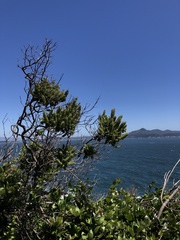 Escallonia pulverulenta