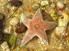 Astropecten aranciacus