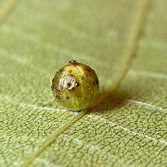 Caryomyia leviglobus