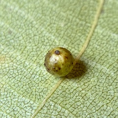 Caryomyia leviglobus