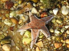 Astropecten aranciacus