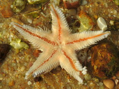 Astropecten aranciacus