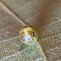 Caryomyia leviglobus