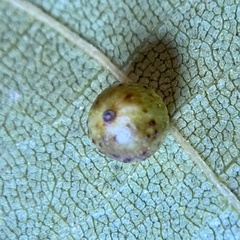 Caryomyia leviglobus