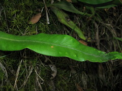 Lepisorus macrosphaerus