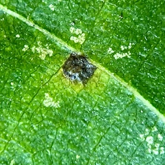 Caryomyia leviglobus