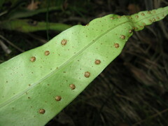 Lepisorus macrosphaerus