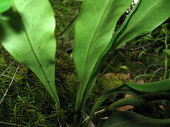 Lepisorus macrosphaerus