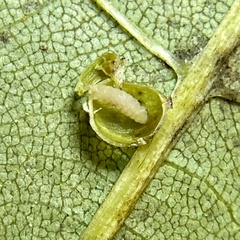 Caryomyia leviglobus