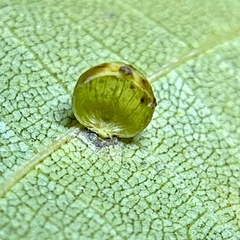 Caryomyia leviglobus