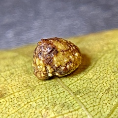 Caryomyia glebosa