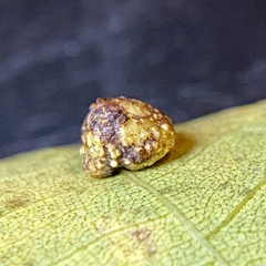 Caryomyia glebosa