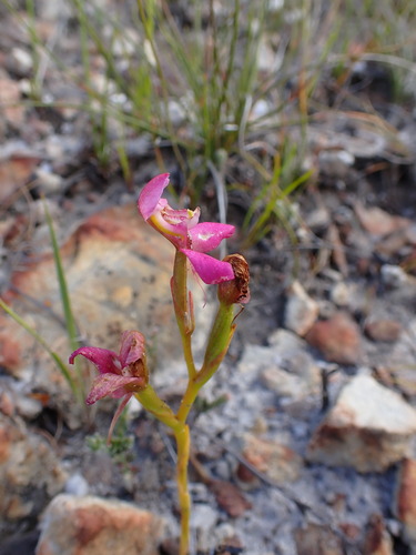 Image of Disa filicornis by (c) Ren Hoekstra, some rights reserved (CC BY)