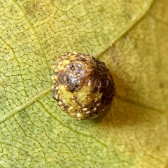 Caryomyia glebosa