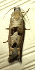 Suleima helianthana