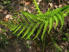 Dryopteris sublacera