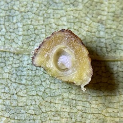 Caryomyia glebosa