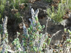 Crucianella maritima