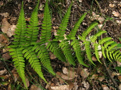 Dryopteris sublacera