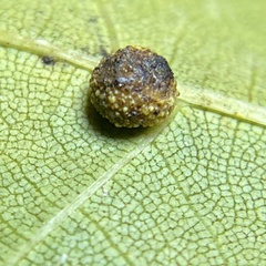 Caryomyia glebosa