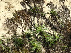 Artemisia campestris maritima
