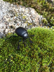 Timarcha goettingensis