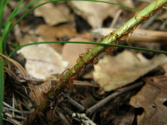 Dryopteris sublacera