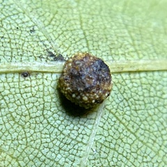 Caryomyia glebosa