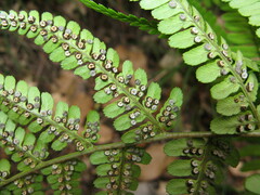 Dryopteris sublacera