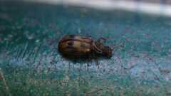 Cartodere bifasciata