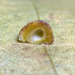 Caryomyia glebosa