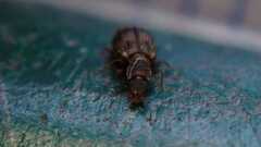 Cartodere bifasciata