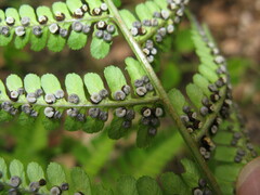 Dryopteris sublacera